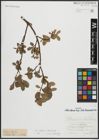 Foto von Salix alpina Scop. x Salix breviserrata Flod.
